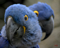 Blue Macaws