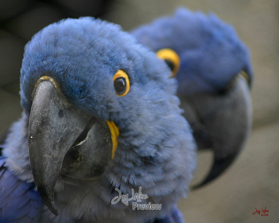 Blue Macaws