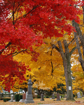 Red and Gold