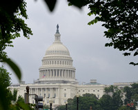 Foliage Framed Capitol