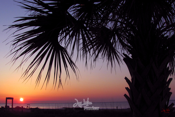 Palm Frond Frame