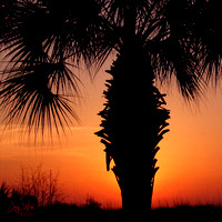 Palm Silhouette