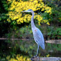 Heron Fall