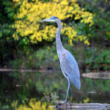 Heron Fall