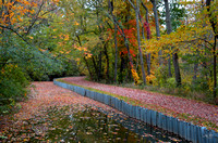 Leaves along the Tuscarawas Trace