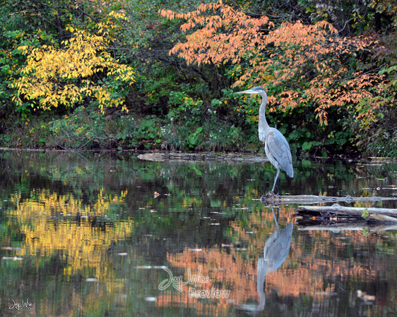 Heron flanked by Fall