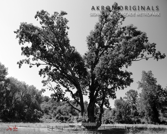 Signal Tree - full view