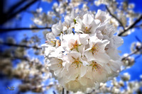 Cherry Blossoms