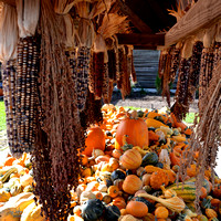 fall maize valley cart