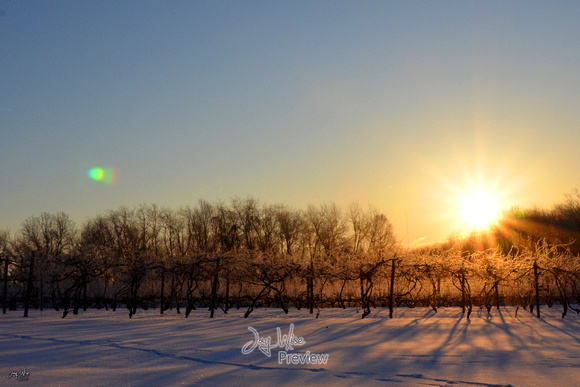 Winter Winery