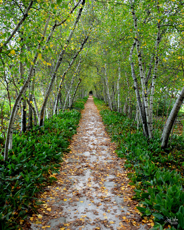 birch alley